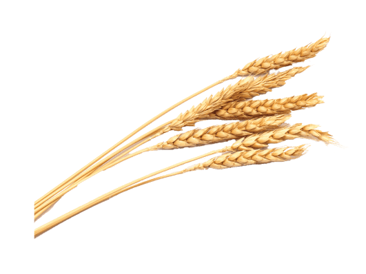 WHEAT PROTEINS