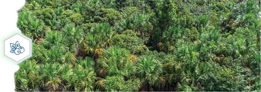 TREASURES OF THE AMAZON'S FORESTS